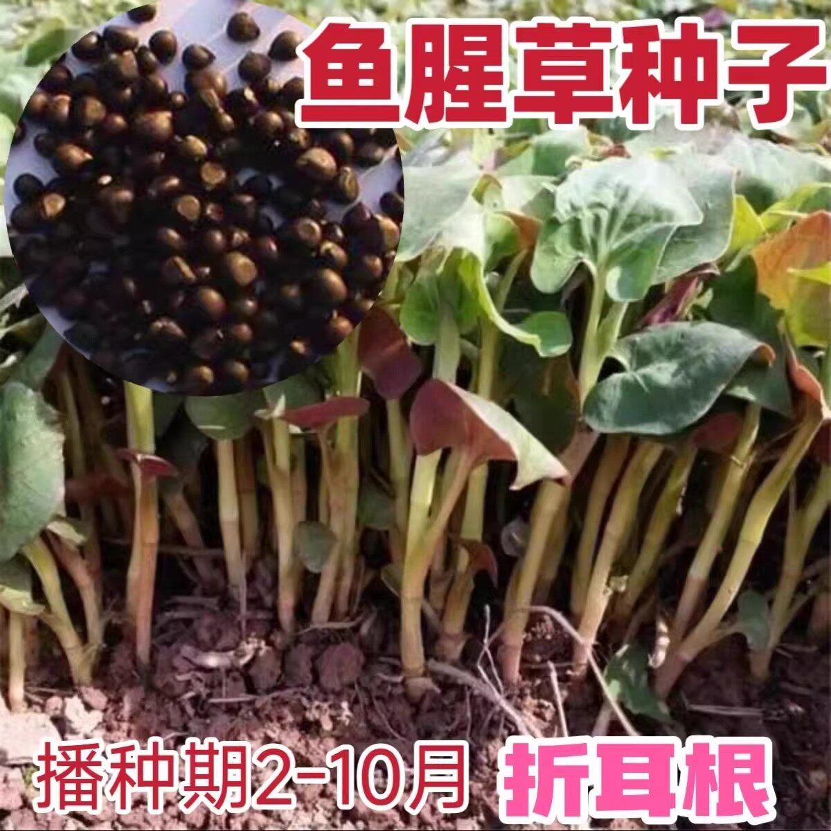 鱼腥草种子 种籽折耳根种根种苗新鲜盆栽四季贵州云南四川包邮