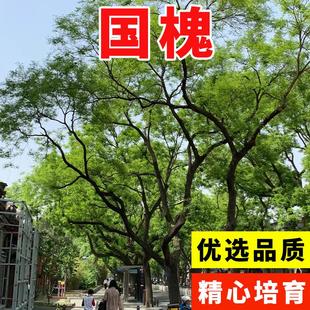 国槐种子树种子黄花槐红花槐刺槐国槐紫穗槐刺槐树籽速生种子