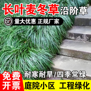 长叶麦冬草四季常青玉龙草耐寒矮麦冬草种籽细叶麦冬庭院绿化种子