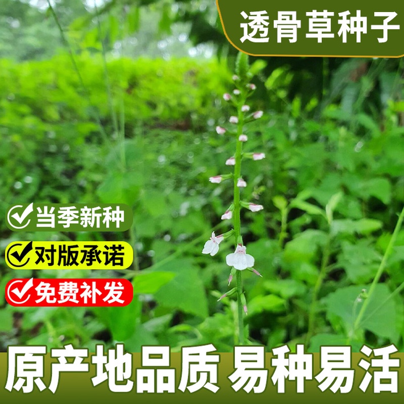 散装透骨草种子 珍珠透骨草籽野生中药材中草药春季药材种子包邮