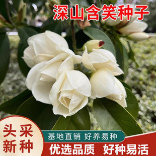 深山含笑种子又名含笑花种子 乐昌含笑种子红花含笑树种籽