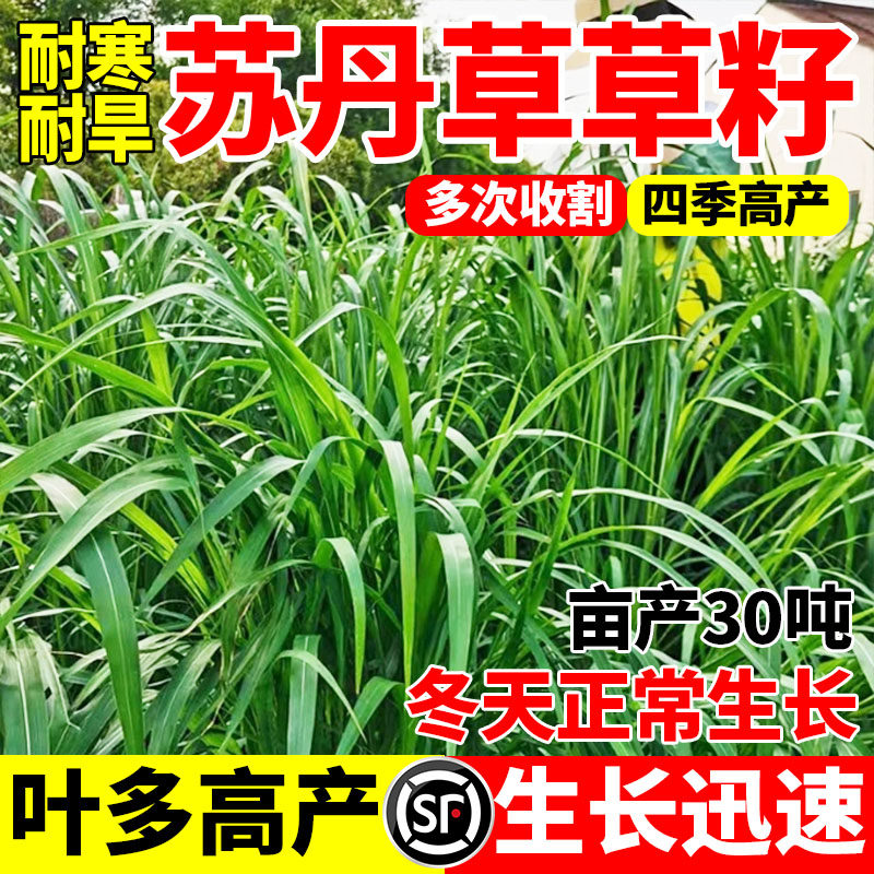 苏丹草草籽专用草种高丹草籽四季牧草鱼草种籽玉米种植高粱高产
