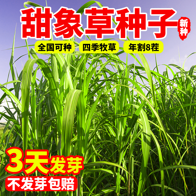 甜象草3号种子无毛大叶牧