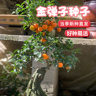 金弹子种子鸡血老鸦柿种子葫芦梨型灯泡型种子珍贵盆栽植物树种子