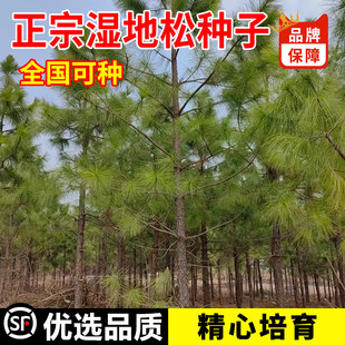 新采湿地松种子落叶松种子松树木种子水上公园绿化造林