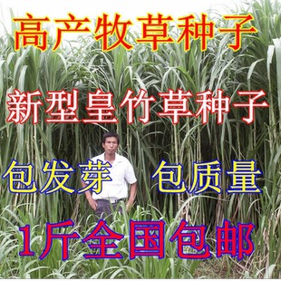 高产新型黄竹草 牧草 新型皇竹草 种节 饲养草 皇竹草种子 牧草