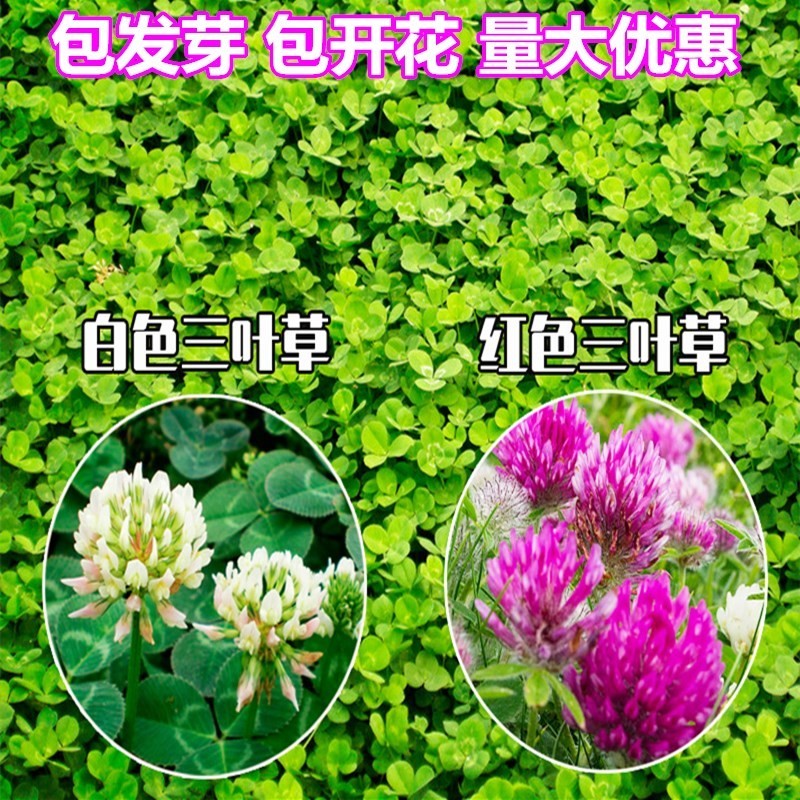 进口草籽白三叶草种子红三叶草种子四季青草坪种子牧草种子花种子