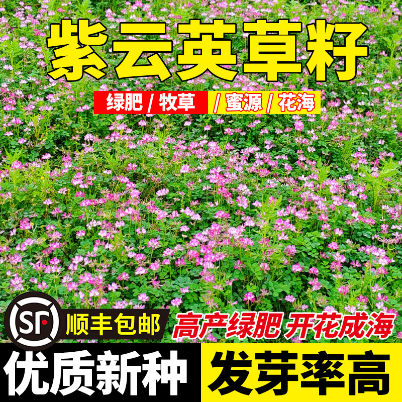 紫云英草籽红花草种子食用野菜种籽蜜源固氮果园绿肥牧草种子
