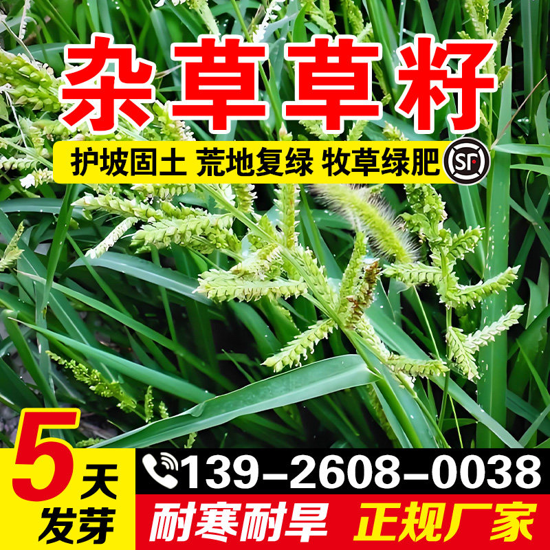 杂草草籽小龙虾养殖水草种子耐寒耐涝畜牧养殖鱼虾蟹高蛋白牧草