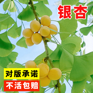 四季易种银杏种子白果树种籽阳台春季树籽盆栽绿化苗木树籽公孙树