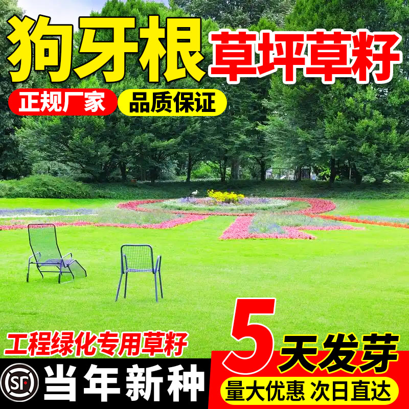 护坡狗牙根草籽四季常青耐热耐旱护坡固土边坡绿化工程草种子包邮