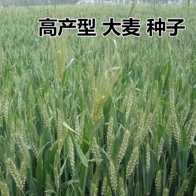 大麦种子 农作物种子 牧草绿色有机粮食优质绿肥种子
