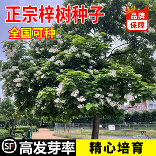 新采梓树种子林木花楸水桐河楸臭梧桐种子楸树种籽庭院园林绿化