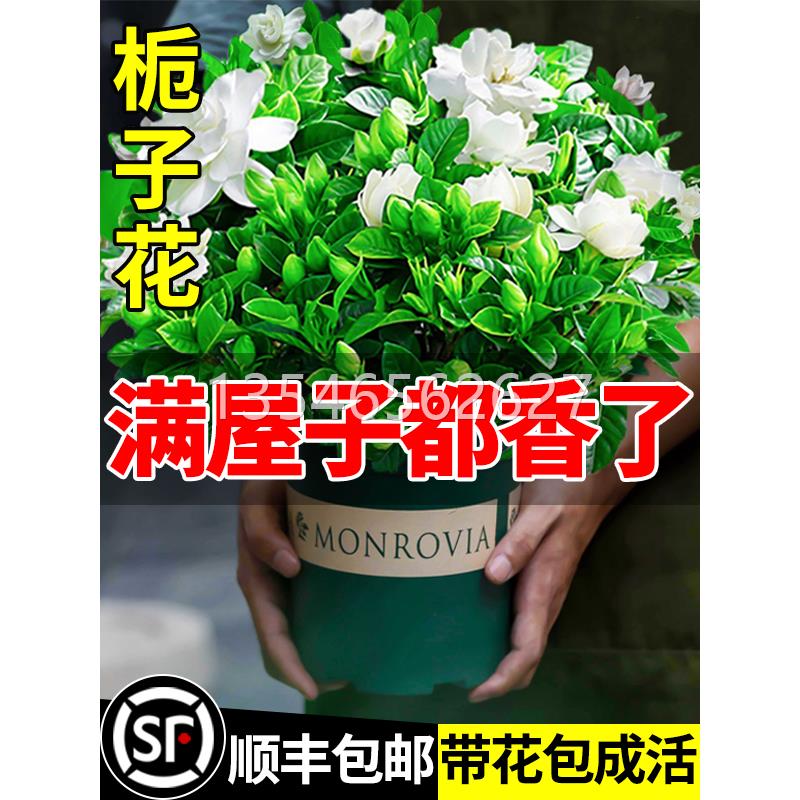 栀子花盆栽花卉植物室内带花苞阳台水培绿植浓香型大树苗四季好养