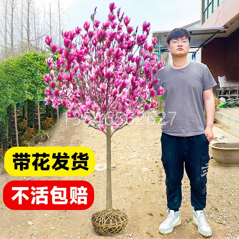 红白紫黄广玉兰花树苗带花苞二乔大树庭院地栽盆栽植物四季开花卉