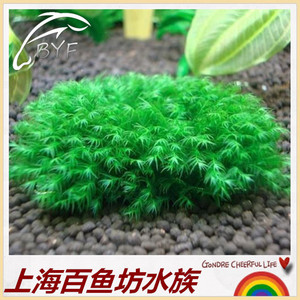 水族箱鱼缸造景迷你凤尾苔莫丝水中叶水草附5×5厘米网