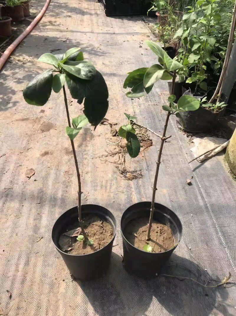 新中院木绣球别墅庭华花卉木本绣球d花苗白色大花绣球斗球花树苗