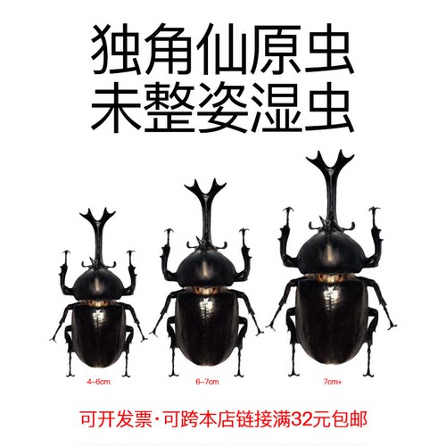 独角仙标本原虫未整姿真昆虫