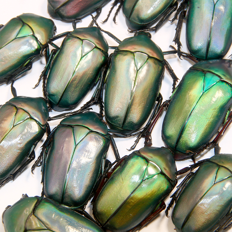 未整姿昆虫材料蓝巨罗花金龟