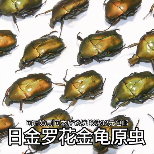 未整姿昆虫日金罗花金龟DIY材料