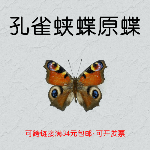 标本手工DIY孔雀蛱蝶真蝴蝶原蝶