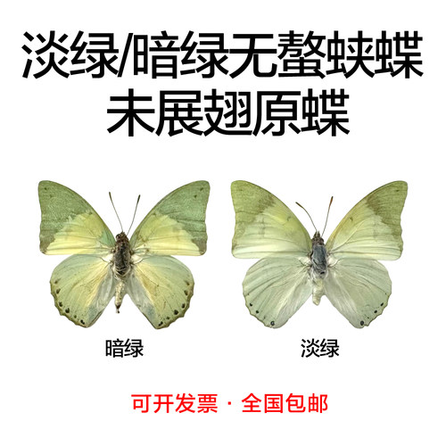 淡绿无螯蛱蝶未展翅原蝶