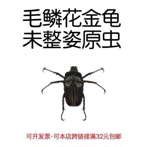 未整姿毛鳞花金龟微距造景材料