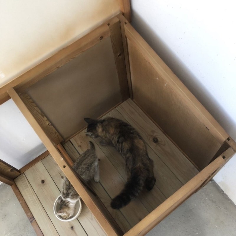 窝流浪实木猫屋产房狗窝宠物用品户外屋户外狗猫猫,宠物/宠物食品及用品,猫狗垫子,淘宝优惠券,粉丝福利购,淘宝优惠卷