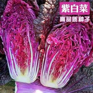 紫宝紫白菜大白菜种子紫裔色蔬菜高产春秋四季蔬基地秋季播脆甜冬