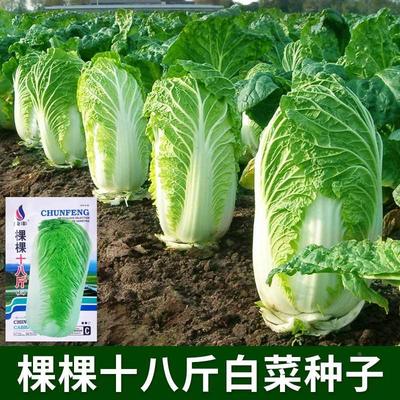 棵1棵白菜十八斤种子抗寒冬储大白菜种籽农家小院菜园青菜蔬菜孑