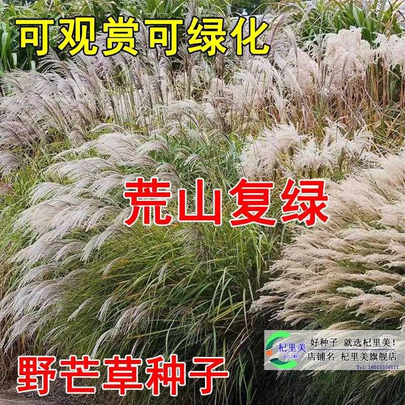 牧草芒草四野种子护坡季种南方北方种植野草植物易种草籽护坡草籽