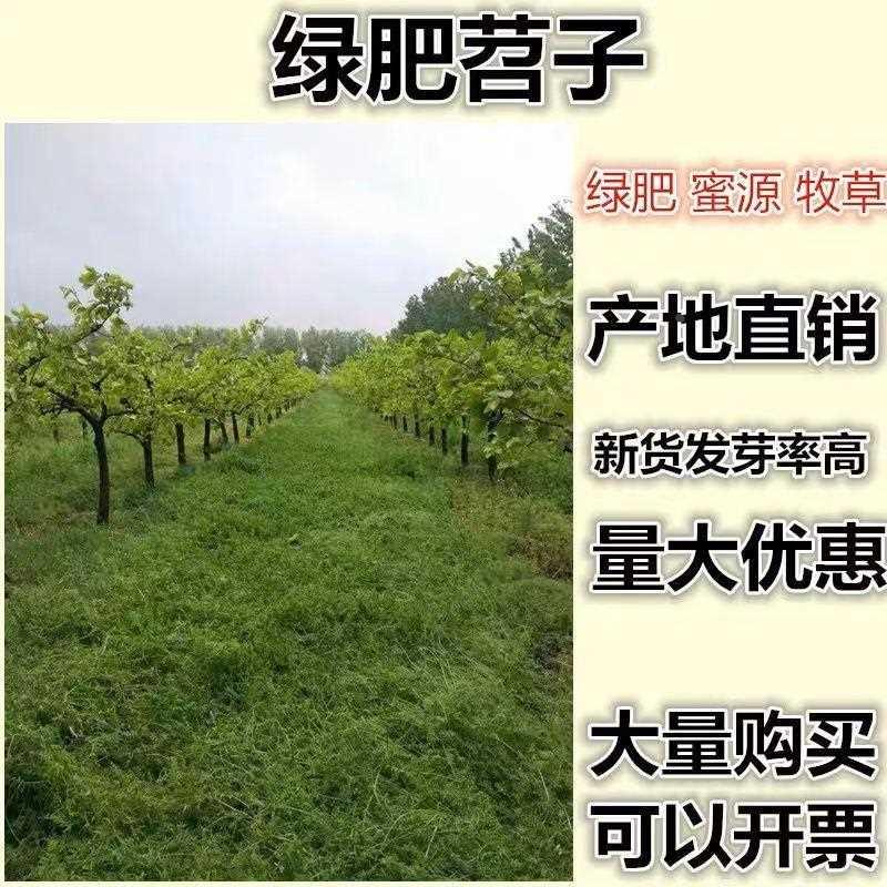 种子果园种籽绿肥苕子柔毛野豌豆紫花苕箭舌豌豆养蜂蜜源固土护坡