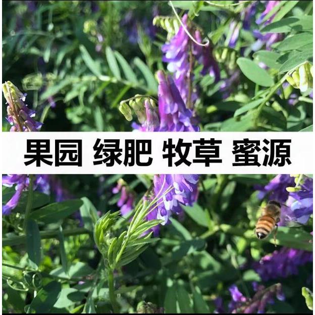 绿肥播种果园种子四季光叶紫花苕鼠茅草三叶草毛苕子紫云英包邮 床上用品 其它 原图主图