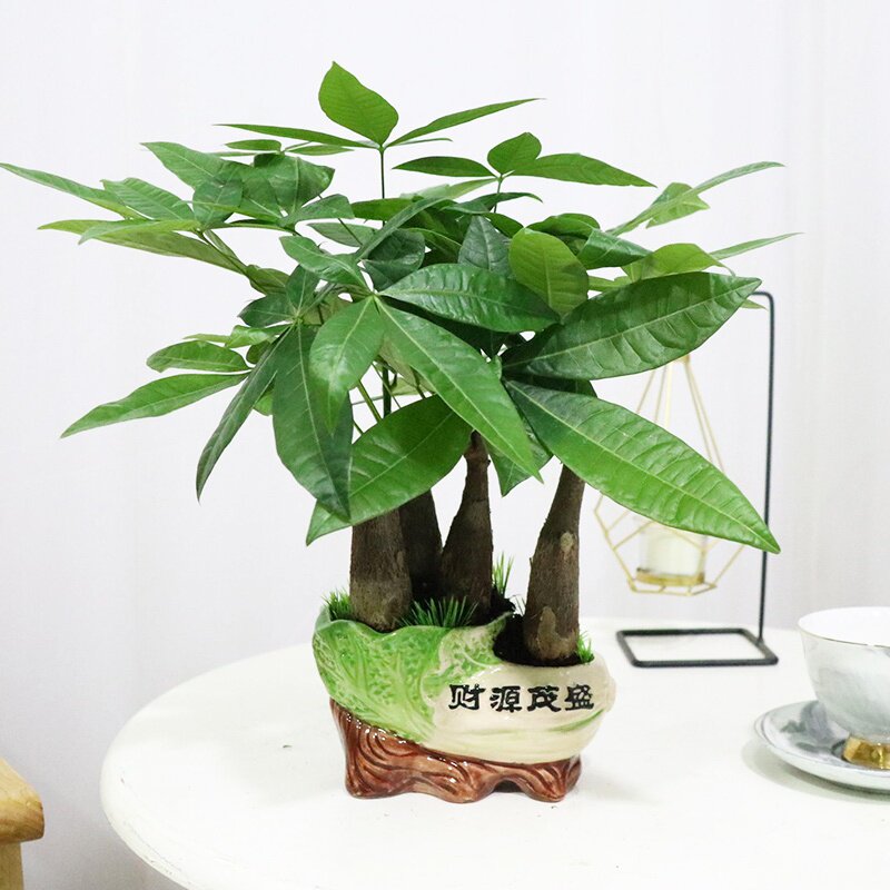 发财树盆栽小盆景植r物室内花卉绿植客厅摆件大树桩招财辫子除甲