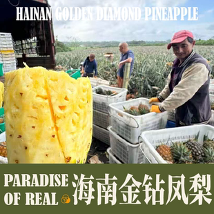 海南金钻凤梨新鲜水果树上熟芒果凤梨香水菠萝大果无眼整箱包邮