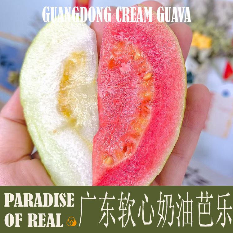 广东软心奶油芭乐番石榴新鲜水果当季现摘香甜多汁 - 实物图
