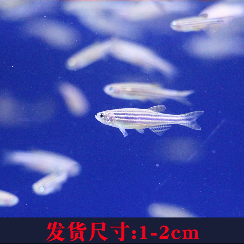 孔雀鱼纯种活鱼斑马观赏鱼小型淡水好养耐活热带鱼凤尾鱼小鱼鱼苗