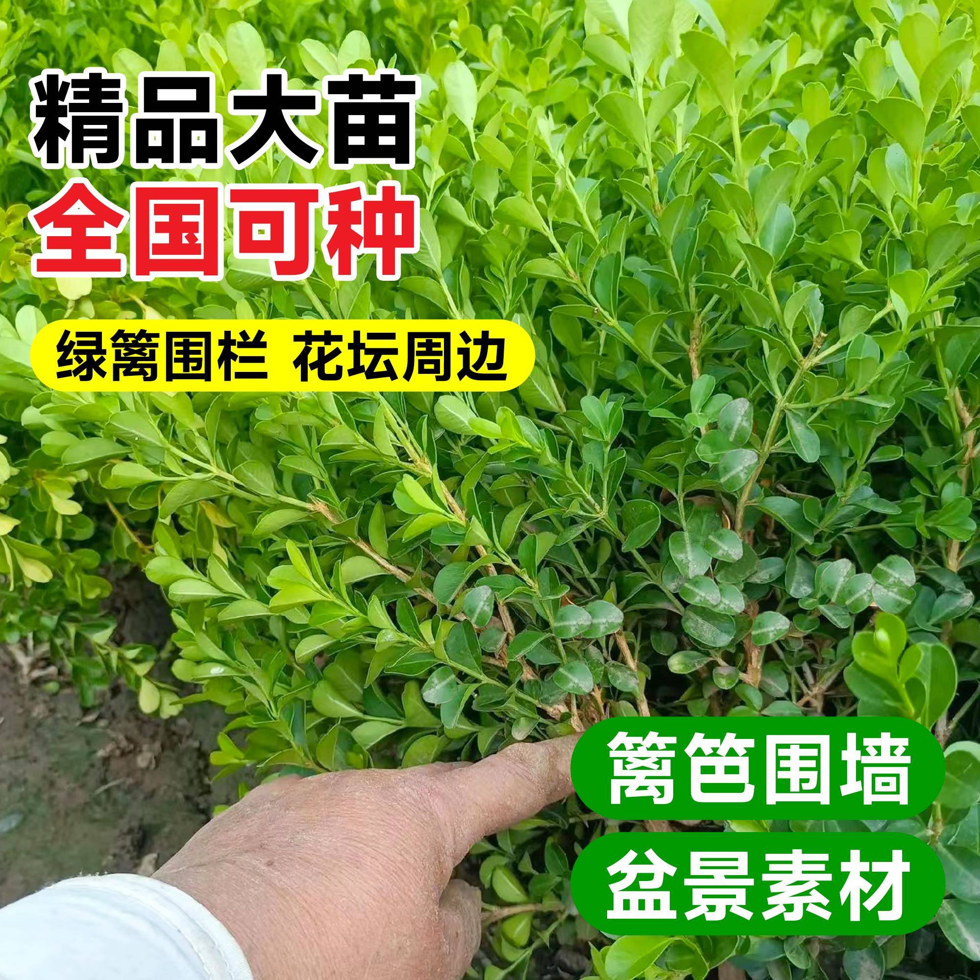 小叶黄杨树苗冬青瓜子庭院绿化树苗四季常青植物室外风景树苗大全