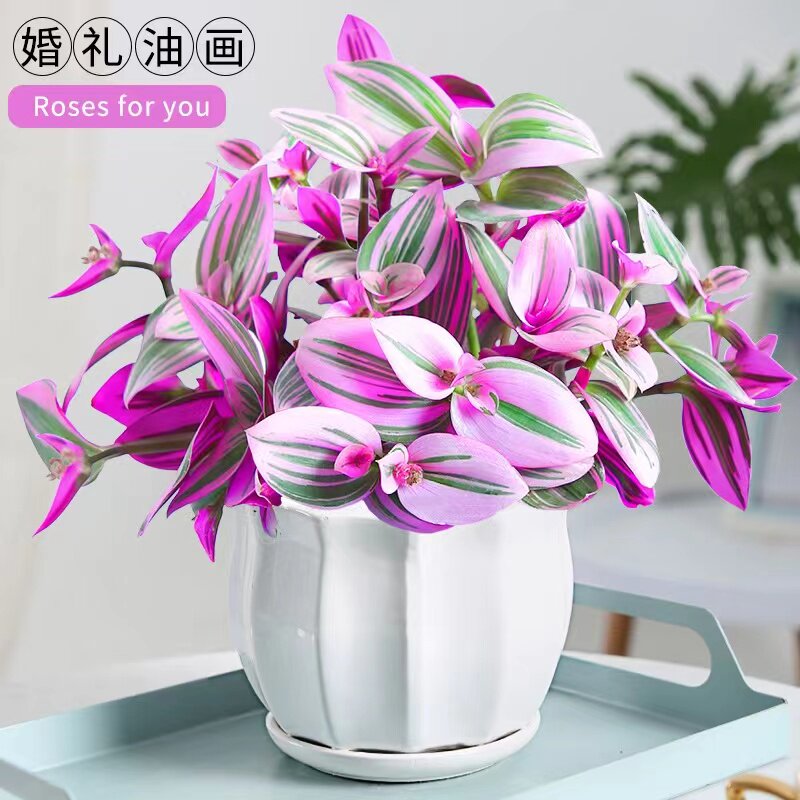 油画婚礼吊兰大盆栽水培花卉多肉水培绿植