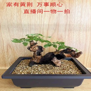 黄荆盆景精品黄荆老桩生桩熟桩碳化舍利盆景可微盆景造型