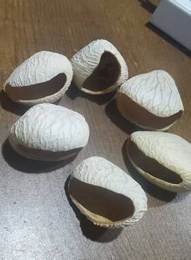 印尼黑果壳白色(已磨口)风铃diy材料包果实摇铃工制作铃pang精品