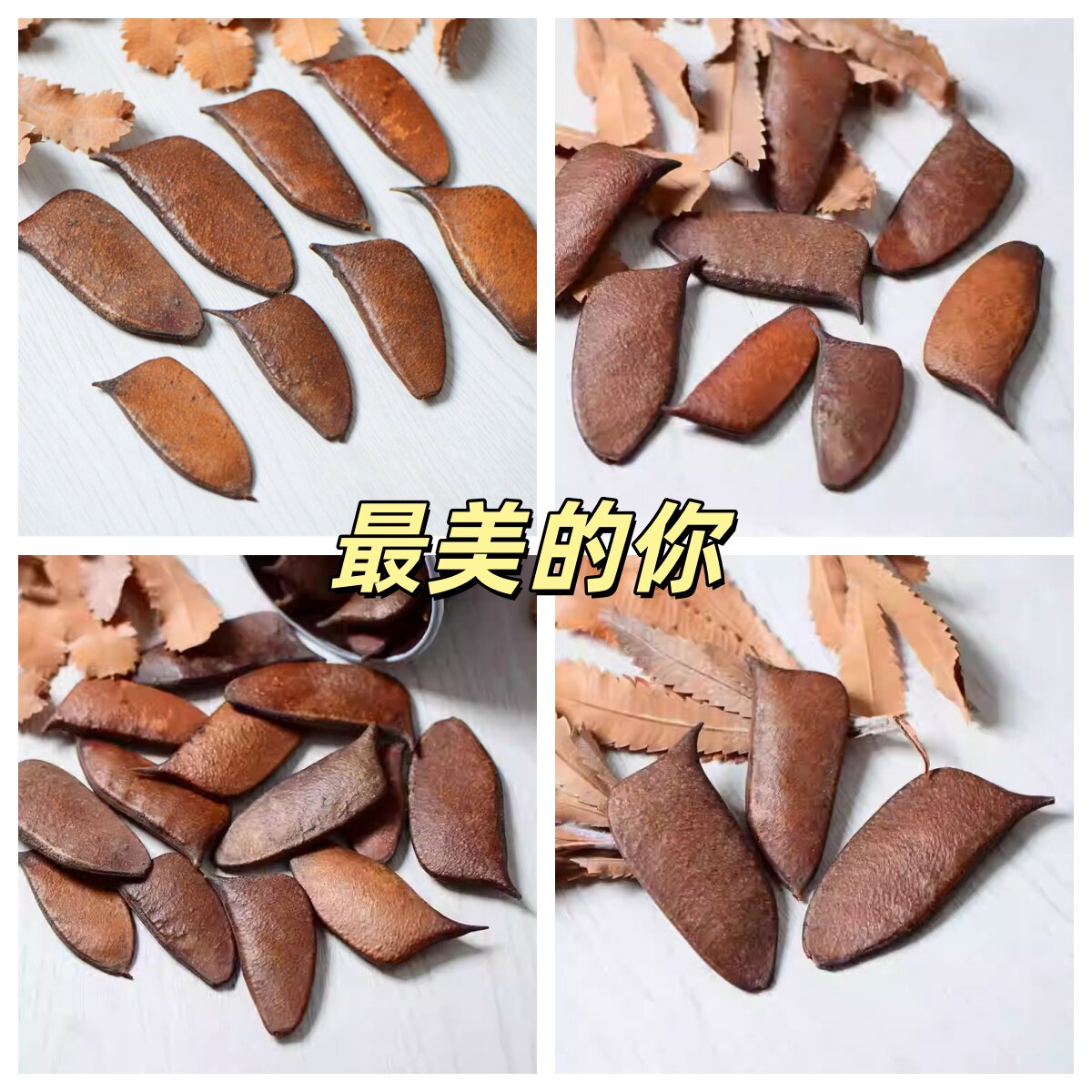音符豆天然植物豆荚干花道具