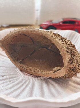 【刺猬壳】天然植物手工diy材料侘寂风装修装饰摆件拍摄道具南美