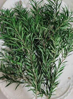 永生千层金DIY相框配叶黄金香柳枝条手工干花玻璃罩衬叶摆台叶子