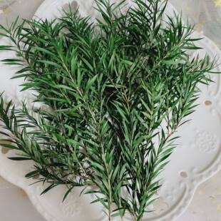 永生千层金DIY相框配叶黄金香柳枝条手工干花玻璃罩衬叶摆台叶子