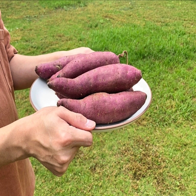 【】山东蜜薯流蜜红心地瓜农家超甜蜜薯礼盒装糖心红薯顺丰