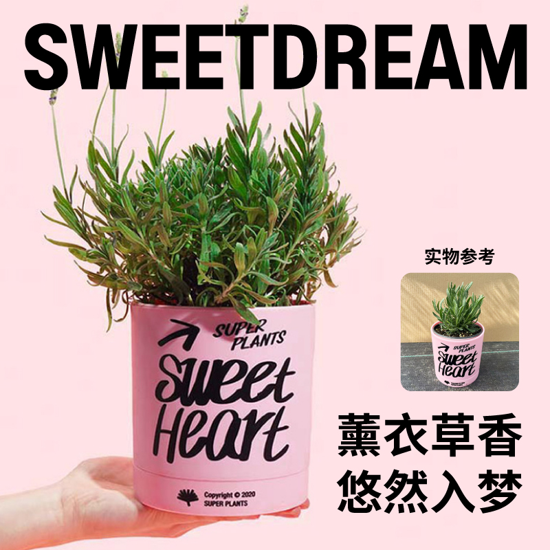 超级植物小可爱薰衣草浪漫鲜花花卉盆栽办公桌面室内绿植生日礼物