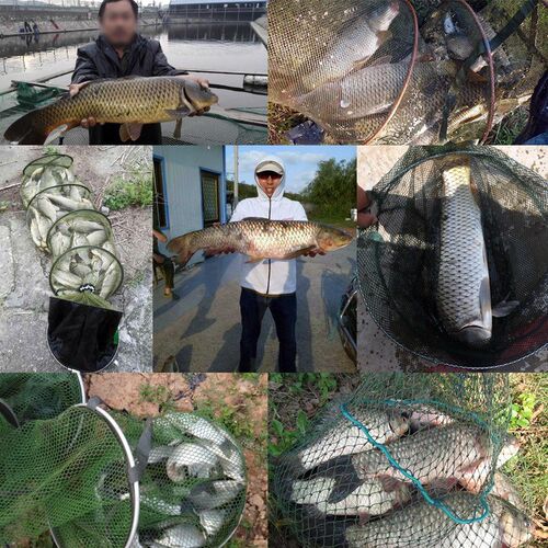 Source of fishing fish bait wild grass carp carp formula nes