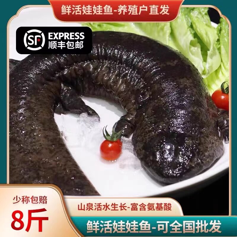 娃娃鱼鲜活八斤人工养殖包邮保活