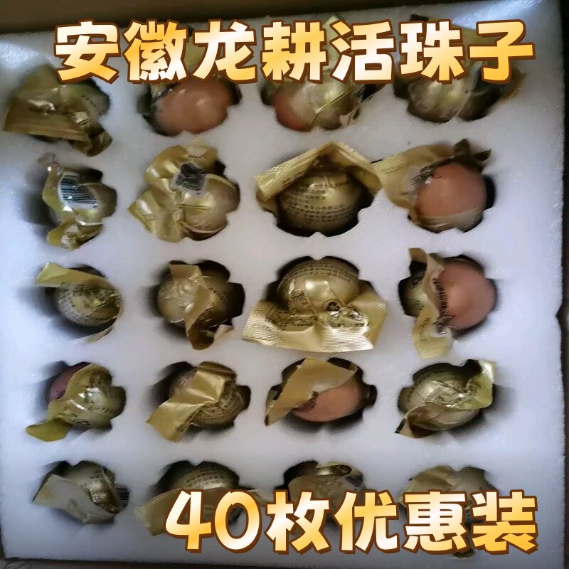 安徽龙耕活珠子13天活珠子